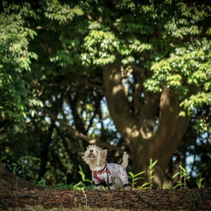 3ffefaa2 bbcf 4ade bc0b 23b06dde6d55 1527859027831