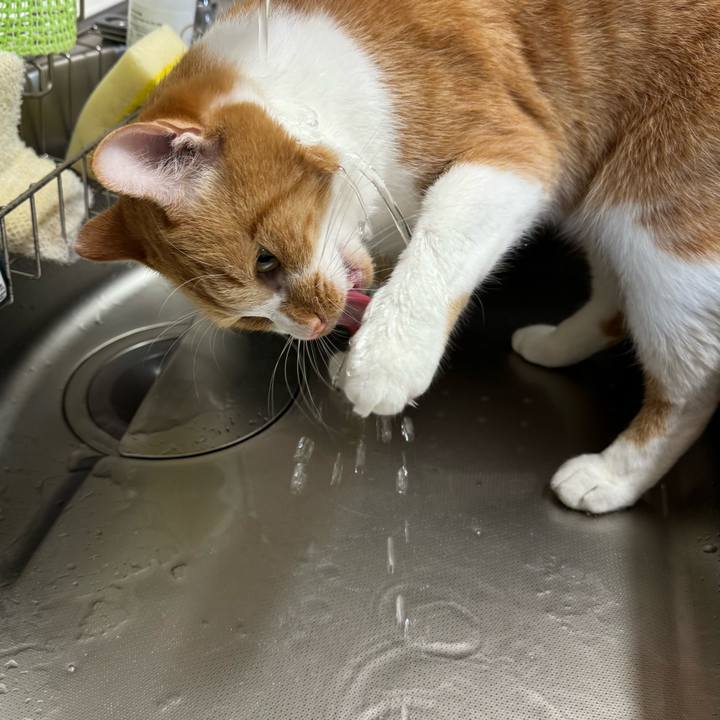 40008a0b fd91 440e 9b6a 20144a577dd8 1762827348687