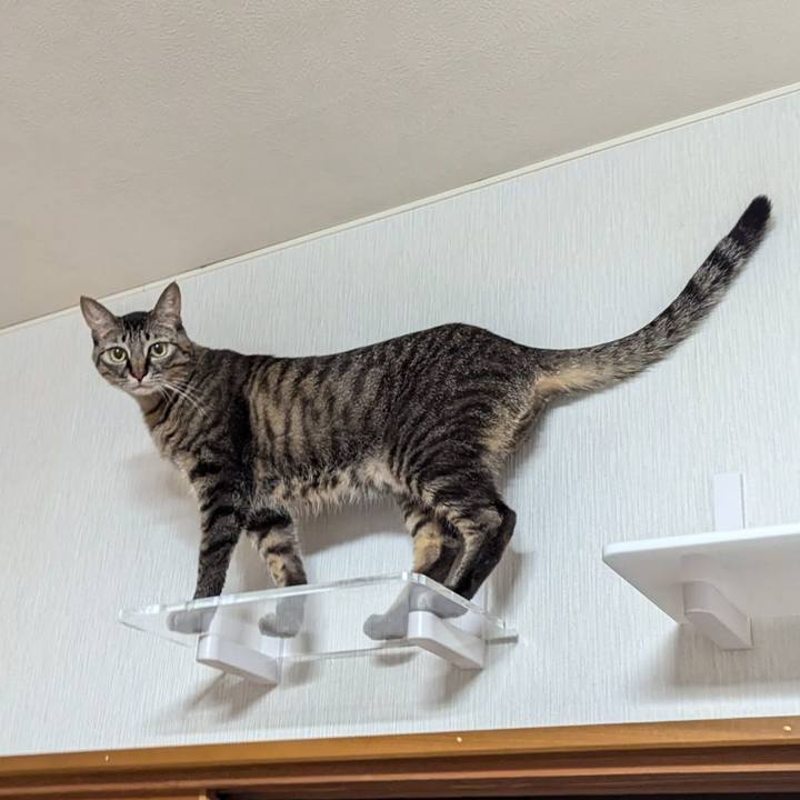 40015bc3 fb20 46dc b721 f5ce5db9ad54 1731739458951