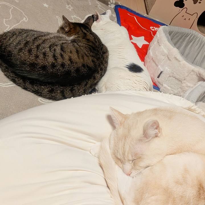 40041020 7193 4cd4 a5aa a251c74c7d52 1773232035809