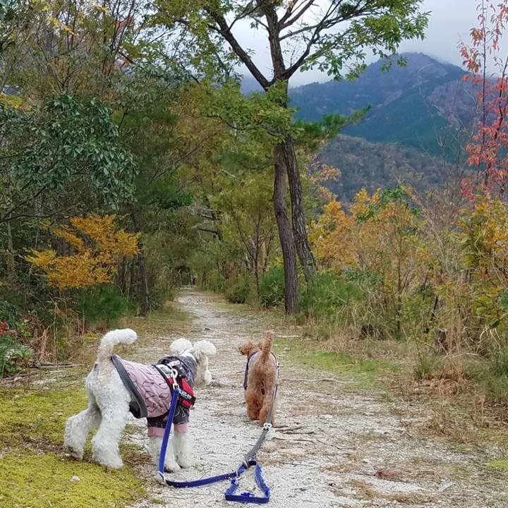 4004bbed e84e 47c3 a4af 0f06a2accc4c 1543577475341