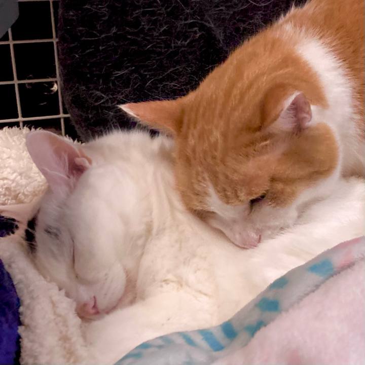 400df583 c502 406d bc61 fdb4c973cf51 1666464020384