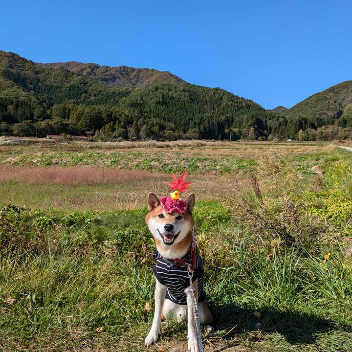 4010d4da 919f 460b 9be3 707e3d951dd8 1730460565610