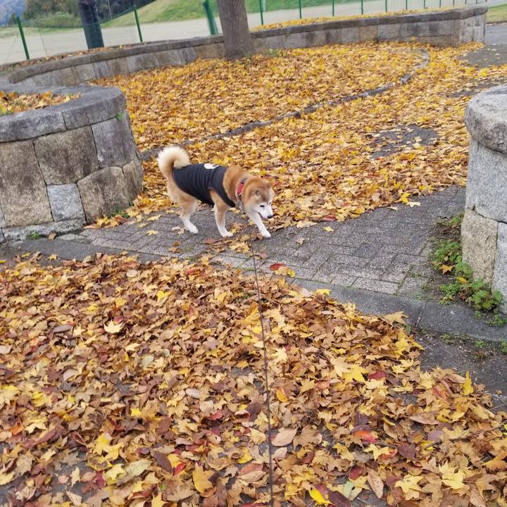 4013a7c0 1692 410a be21 5cbf2303383c 1731737190336