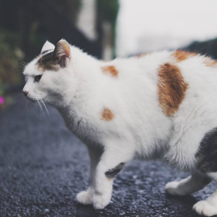 4014ae50 63c6 419c bf7b 788c06800db0 1541489227316