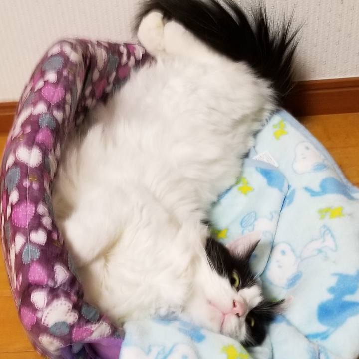 40160a1e cb2e 403a bfc7 be0ddde44ff5 1552909598842