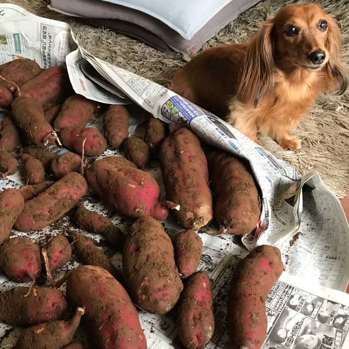 4016cd15 3a83 40d7 90f7 4de3a976fd6b 1509164910144