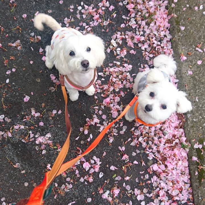 40197ca3 9cab 4b3b 870a f1bbff7747f4 1523766003654