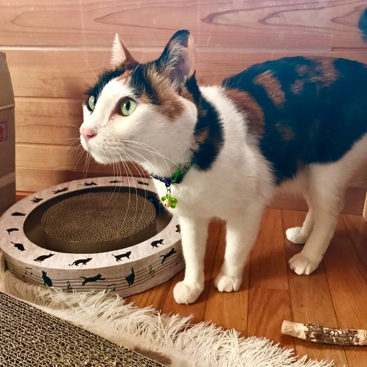 40198243 123d 4e29 b45a e8cbdf085d57 1522548016974