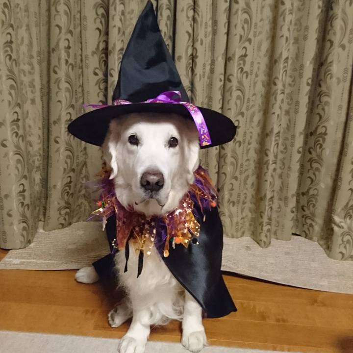 401cc008 794e 4548 9c70 d95008d2b40a 1540988446765