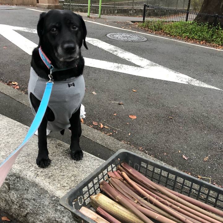 40203b75 7181 4997 9eba 742c0910593a 1542007437277