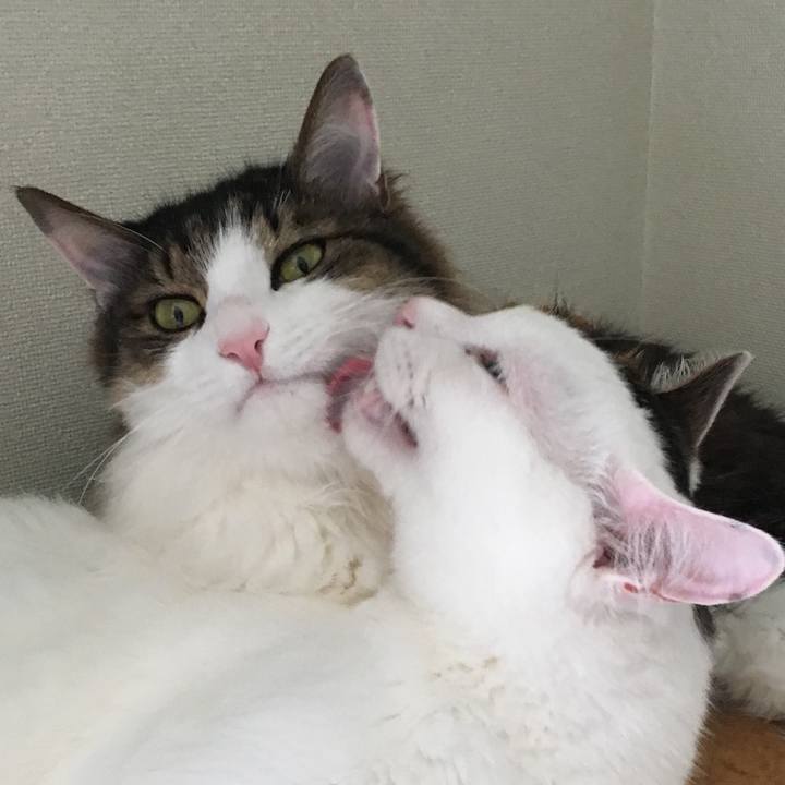 4023f7ec 7ee1 4f79 9b89 058279348091 1689230355581