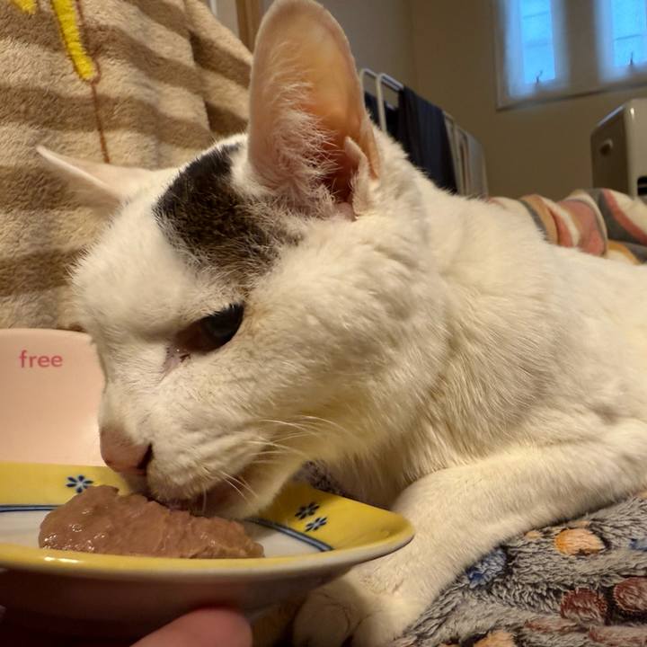 4025d549 6d00 4356 9abc c082ac17c337 1770773774398