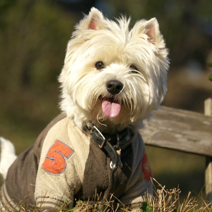 4028379e ead1 42bb 8bd1 ba5c920f8680 1516845463762