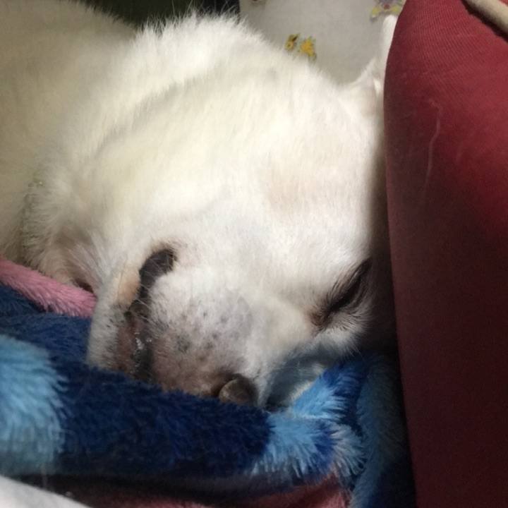 4029555c 6c1b 410d 84ce 13169fd378d0 1509260876871