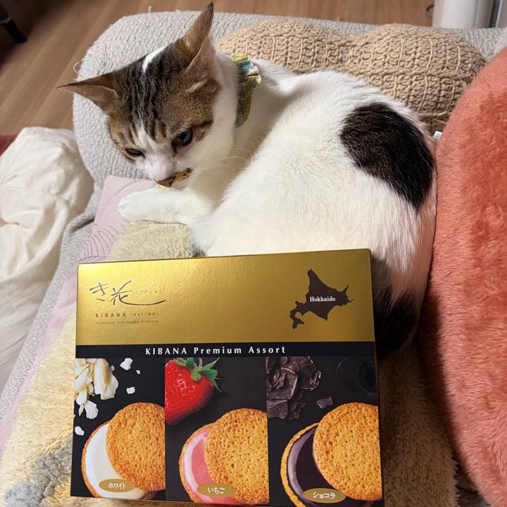 402b134c 616a 44ba 918b 990f9cde4958 1774004726390