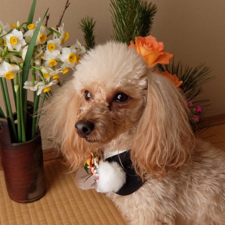 402d73f3 f6c6 491e bb8e b4d3fd8259bb 1514808366471