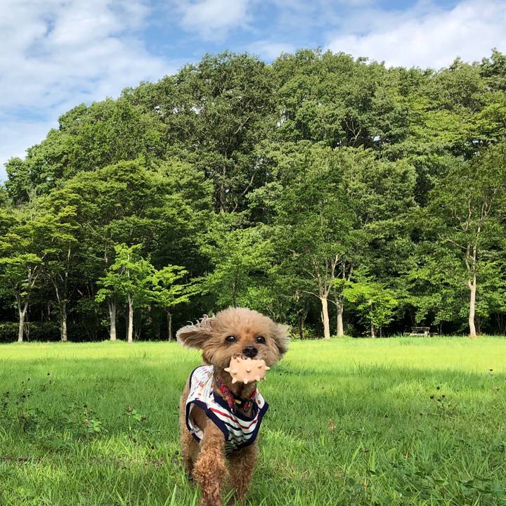 4030dea7 4a7f 47ee 99ab 06e0509be0d1 1566096623498