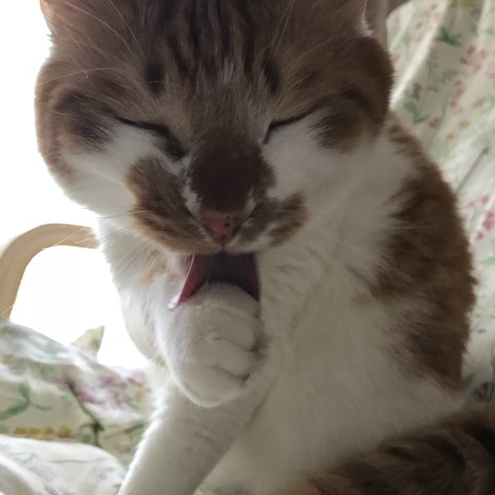 40319729 38e8 4333 9168 7a652b1e51da 1524876690273