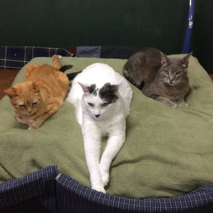 4032668c b17a 45f4 b3ee 19106e0f0d7e 1513036987835