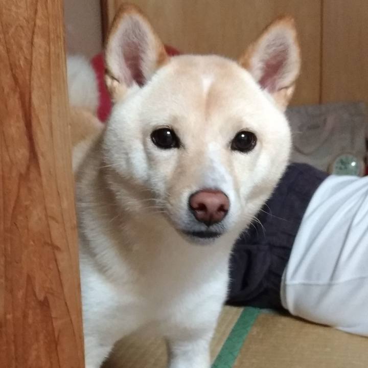 40330863 4273 4f4e b53e 1e41dd4f71c2 1535930223439