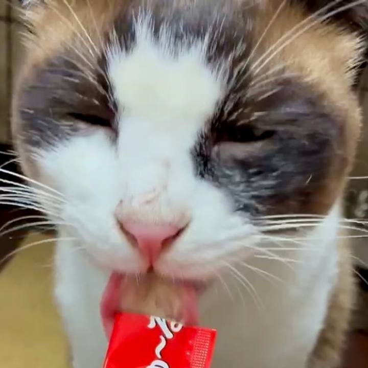 40346de3 ec3a 420e b355 4eca072e8729 1750334068615