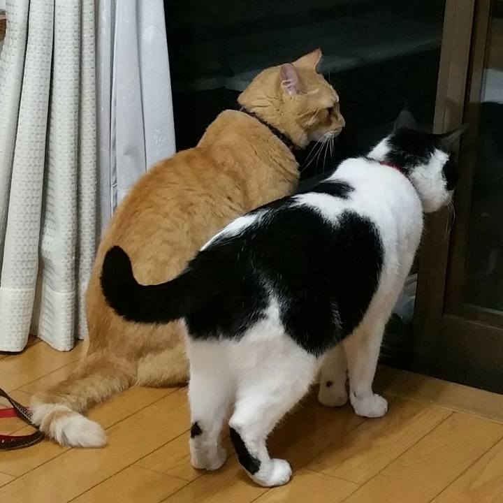 4035c8fe 1475 43e2 b9a5 14bf976e462f 1528633316987