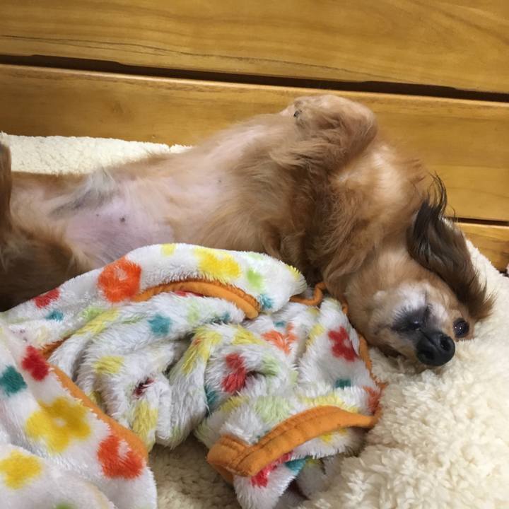 40370c0e 02e4 43ed a62d a485d273b5a7 1543147836749