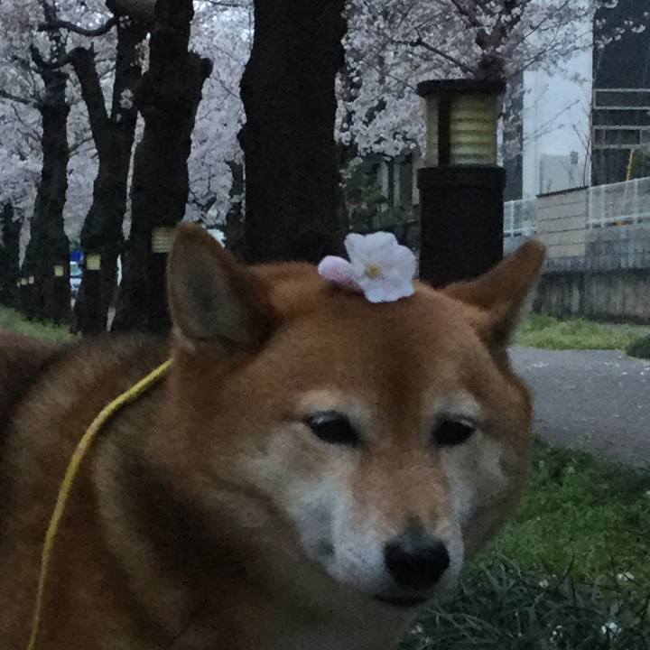 403920fe 5516 4640 b9ca 94865ef7e584 1553938125545