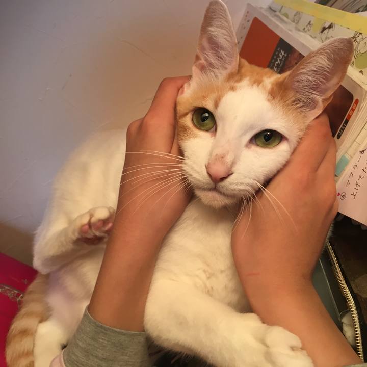 403ac950 4749 448a aada 6ad84653ffbc 1523282081326