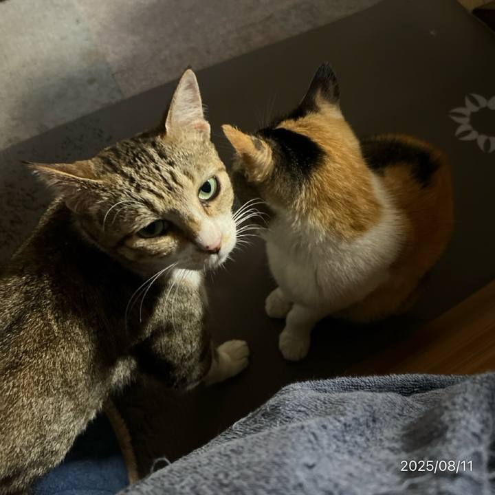 403c6479 3d6a 4a71 8bff 5efaf75be256 1754901529084