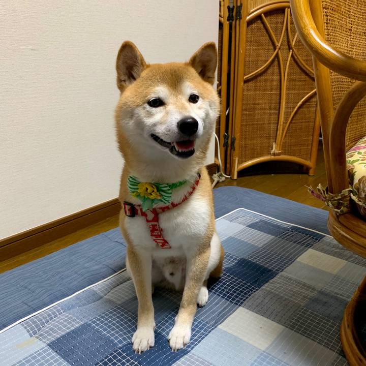 403dd43e b195 43da bbc6 43142f2e6c49 1566563255554