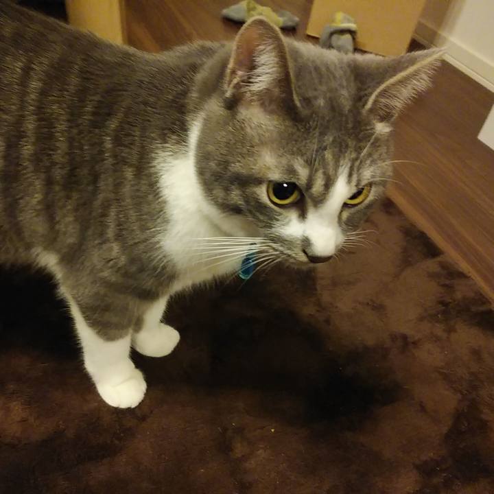 4041498c 2495 4468 98c0 a73781954601 1582986439017