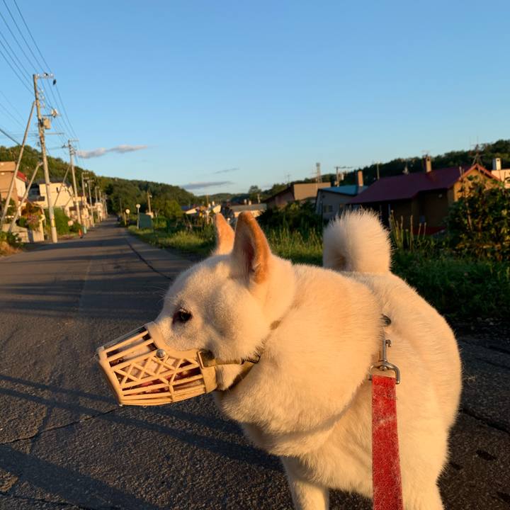 4043fbc5 d04d 4599 adf0 bd7b1aaafcd4 1598994880282