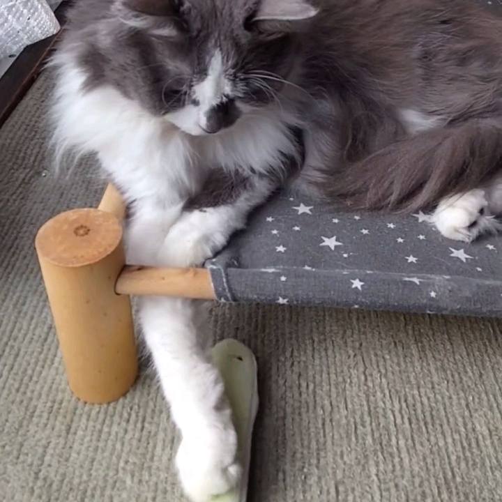 40441187 a62b 4a18 aa83 44be0229cd6d 1761621401662