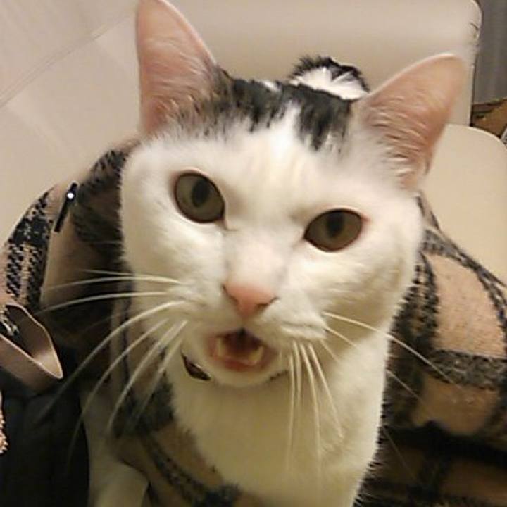 4044145c aae1 4a0d 8397 3d4e171b715c 1774958556072