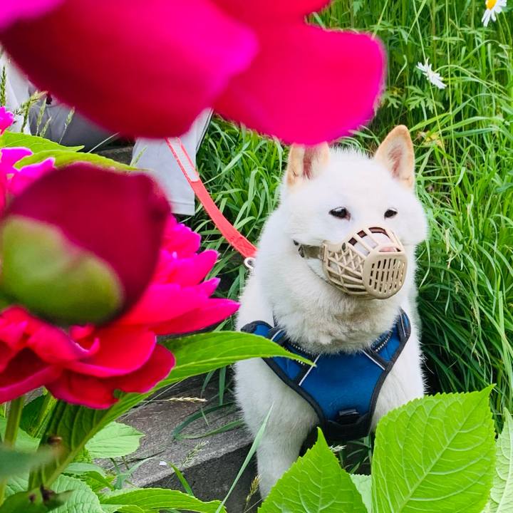 40462faa 8af4 49b0 8a2c 6c7dcc443761 1624304045638