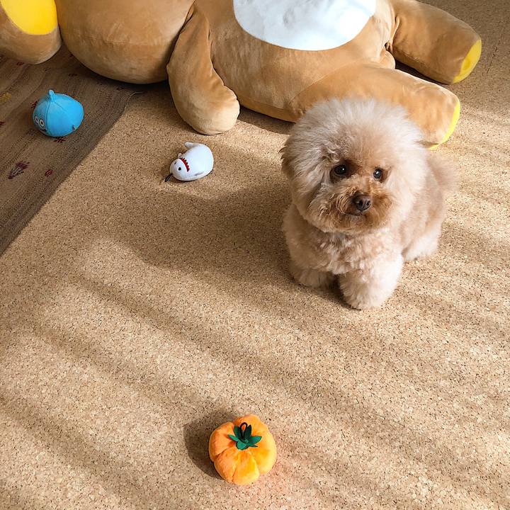 40518f20 7f0b 4f36 a79b 1fcf556bfe9b 1540978071415