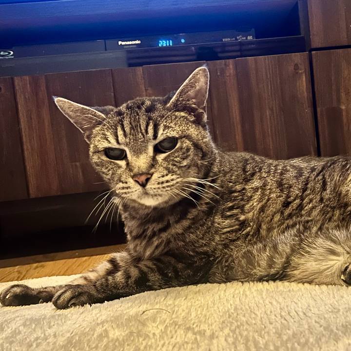 40521ea7 6c53 4876 875b e3b669ca1517 1764946789333