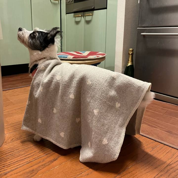 40557b9b a9c8 4937 a4e8 5a23c0cf44af 1699787242661