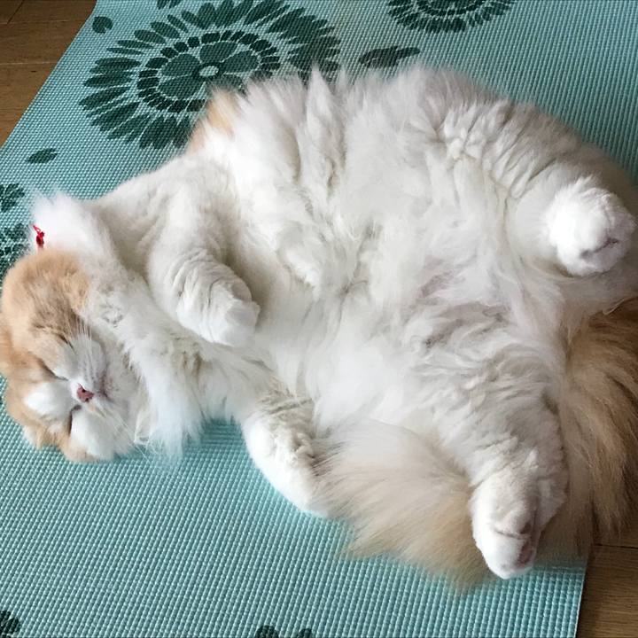 4056a202 d75b 4efd a36f c225cd68b7bf 1544013641378