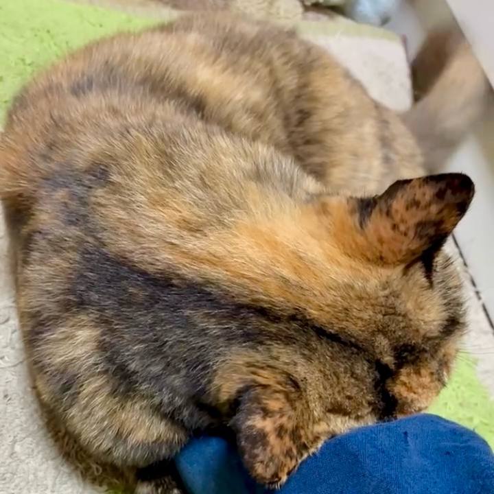 4057f329 0795 448f b4fe 2b2c6f84b2dd 1763237055401