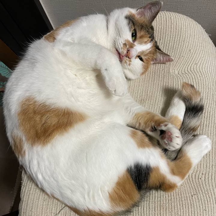 405d7208 d881 4fc4 8fc5 7c744be387f6 1699275767481