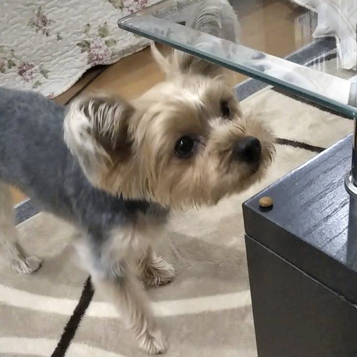 4061239e b8d2 40ef 862d cbd192fc5a93 1581502119642