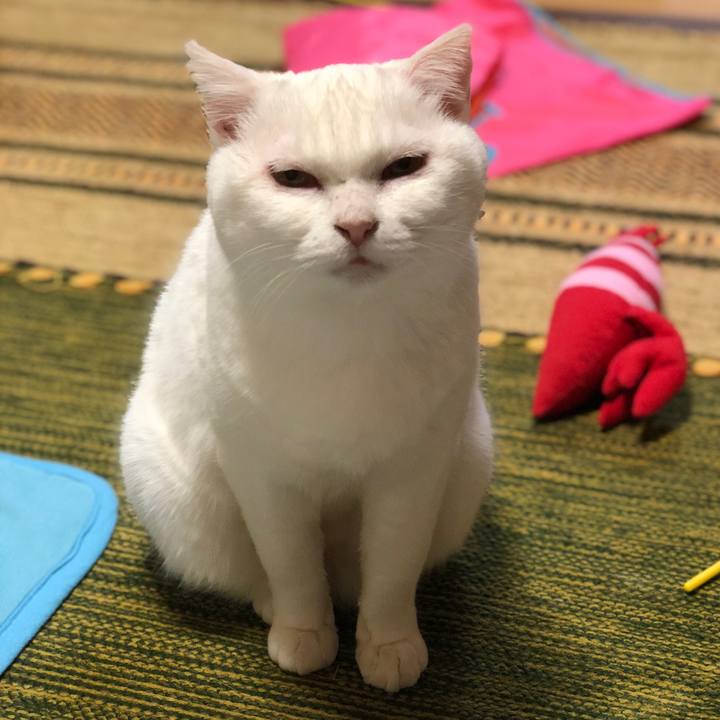 406168f2 450d 4652 a7cd ccc6c06c2805 1582105988101