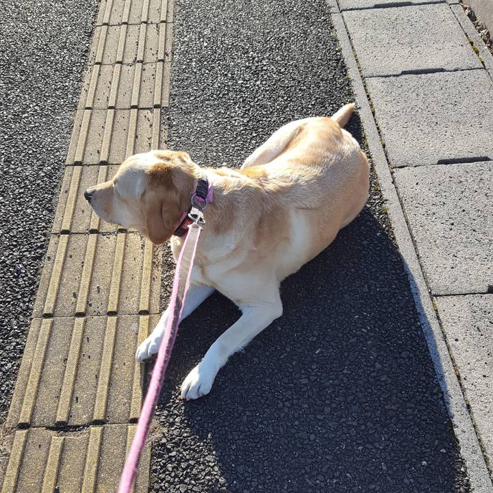 4061a217 e54d 4087 b6f7 a5c551b091dc 1512606193658