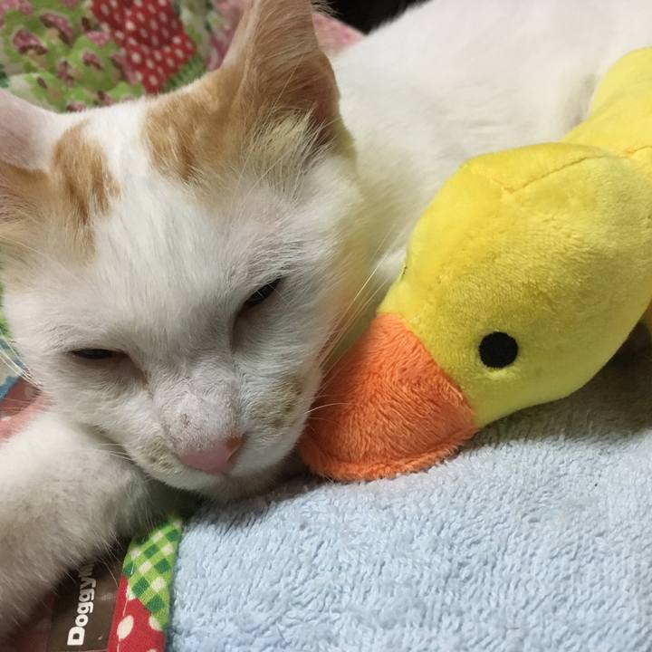 4062d0ad e095 4007 9619 51142cdb5cd8 1534582993359