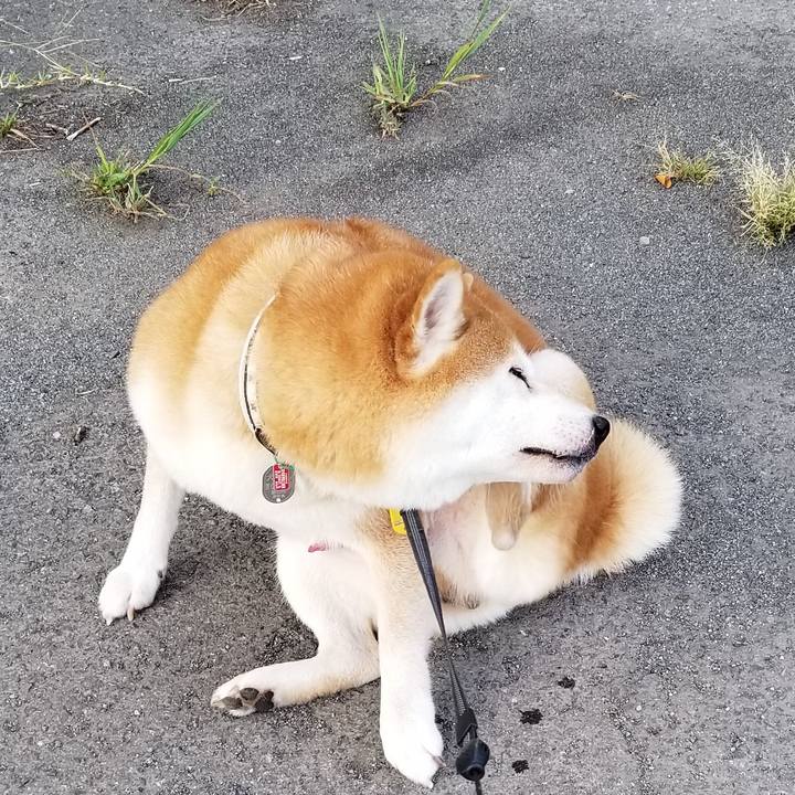 4062f82c 5dac 41af ac63 680f48bac2e4 1599552621585