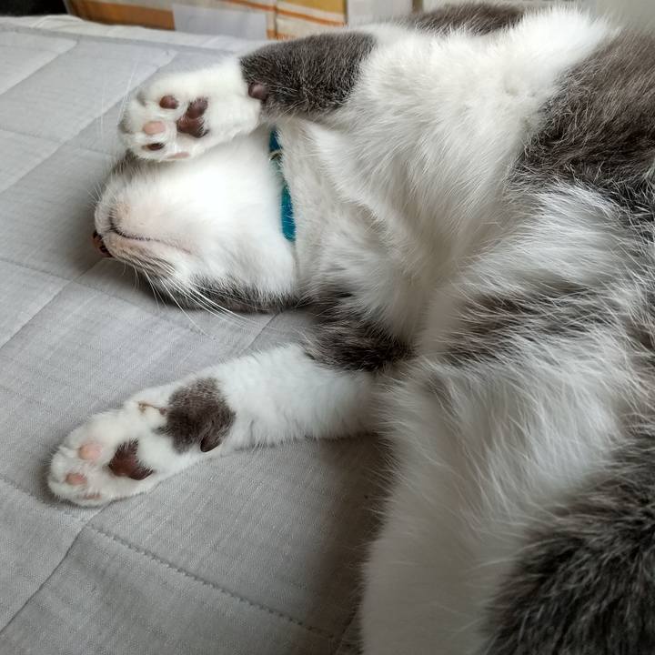 40641164 4453 4f80 86ab a3e34e2bb2f7 1634355533291