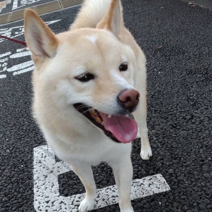 4065250a bcbd 4797 951f abe4f9b07871 1597268835130